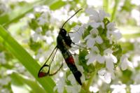 Synanthedon formicaeformis