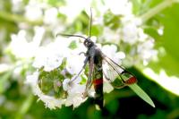 Synanthedon formicaeformis