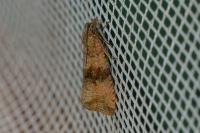 Celypha striana