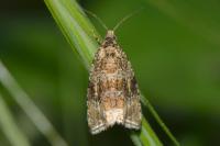 Celypha lacunana