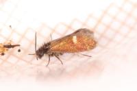 Heringocrania unimaculella