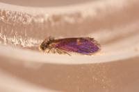 Heringocrania unimaculella