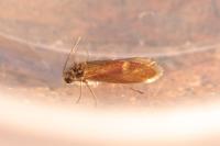 Heringocrania unimaculella