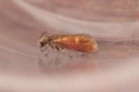 Heringocrania unimaculella