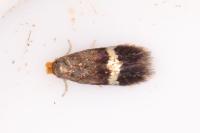 Stigmella