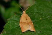 Clepsis consimilana