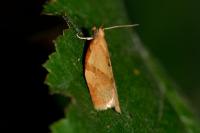 Clepsis consimilana