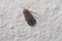 Borkhausenia nefrax
