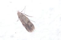 Borkhausenia nefrax