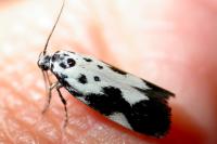 Ethmia quadrillella