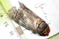 Cossus cossus