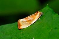 Eulia ministrana