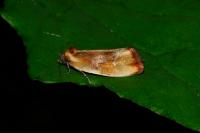 Eulia ministrana