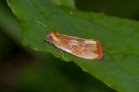 Eulia ministrana