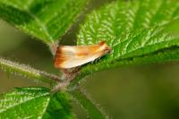 Eulia ministrana