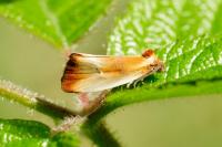Eulia ministrana