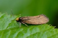 Incurvaria koerneriella