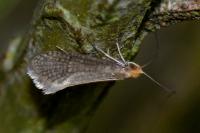 Nematopogon adansoniella