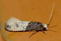 Trichophaga tapetzella