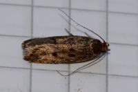 Hofmannophila pseudospretella