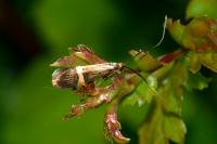 Nemophora degeerella