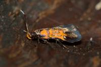 Schiffermuelleria schaefferella