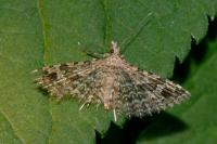 Alucita hexadactyla