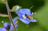 Cauchas fibulella