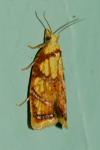 Acleris bergmanniana