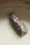 Diurnea fagella