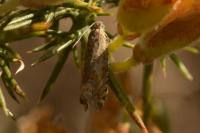 Cydia gr. succedana