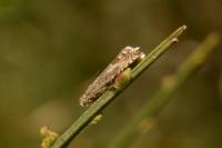 Cydia gr. succedana