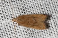 Helcystogramma lutatella