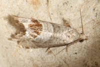 Notocelia uddmanniana