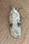 Agonopterix alstroemeriana