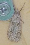Diurnea fagella