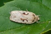 Agonopterix ocellana