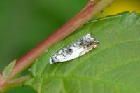 Ancylis laetana