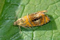 Olethreutes arcuella