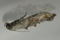 Epermenia chaerophyllella