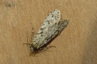 Diurnea fagella