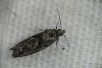 Epinotia immundana
