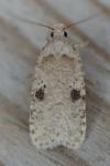 Agonopterix propinquella