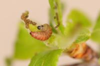 Argyresthia albistria