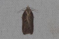 Acleris cristana