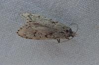 Diurnea fagella