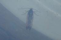 Ypsolopha sequella