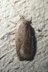 Agonopterix