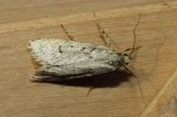 Diurnea fagella