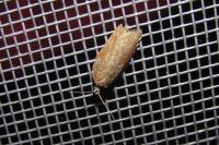 Acleris hastiana